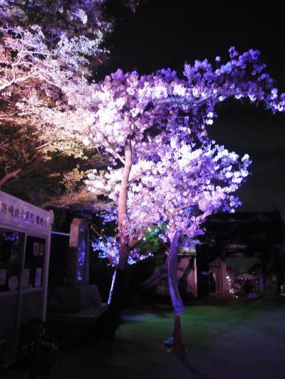 超穴場　閑散としている　野崎観音の桜ライトアップが大変綺麗でした。夜景も楽しめるいい場所、