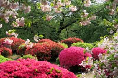 新宿御苑、新緑に八重の桜とツツジの映えて・・・