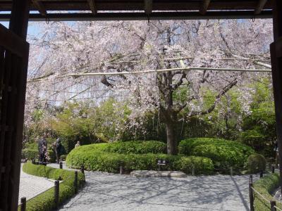 妙心寺・退蔵院の枝垂桜もみごとでした。季節限定の庭園公開です。