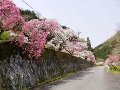 <秩父・小鹿野花散歩・２＞1000本の花桃が咲くピンクと白の「花桃街道」＆小鹿野の春祭り