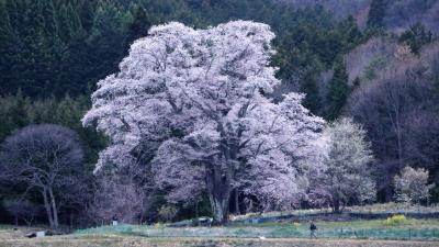 千鳥別尺の山桜２度目の逢瀬はライトアップを観ることが出来ました。