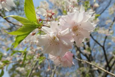 2016春、信州の桜と城(19/28)：4月16日(5)：上田城址公園(4)：西櫓、八重紅枝垂