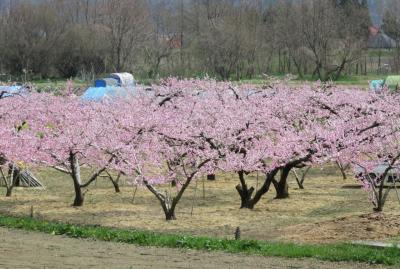 2016春、信州の桜と城(21/28)：4月16日(7)：川中島古戦場(1)：満開の桃、象山像