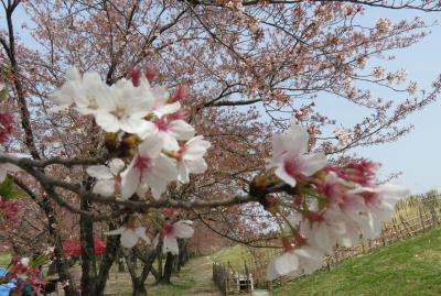 2016春、信州の桜と城(22/28)：4月16日(8)：川中島古戦場(2)：散り終えた染井吉野