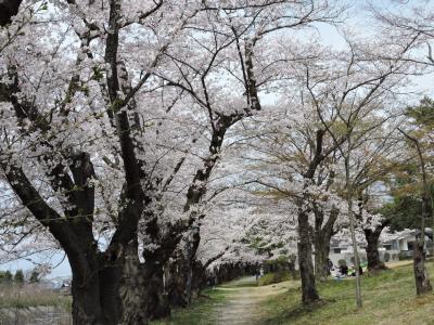 斎藤茂吉記念館特別展示と桜を見る