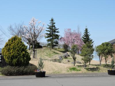 シベール付近の桜鑑賞