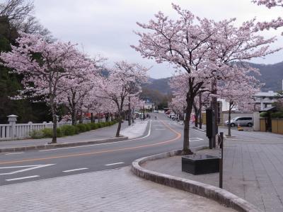 山梨の桜を求めて…武田神社(土塁を歩くのもおもしろい）