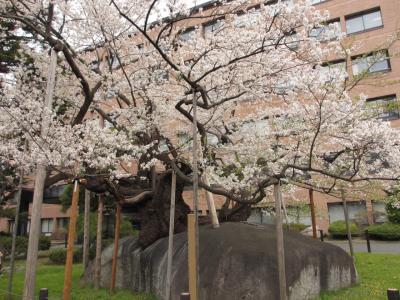 北国の春２　盛岡・石割桜と盛岡城跡公園