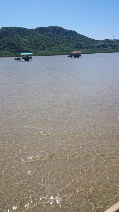 弾丸、由布島へ。憧れの水牛に乗ってきましたの旅。