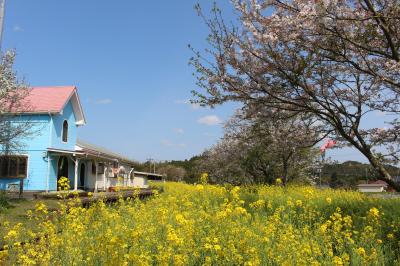 千葉・吉高の大桜といすみ鉄道周辺の桜をめぐる旅