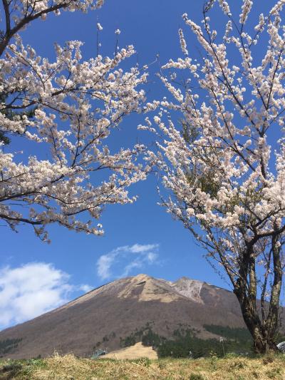 2016年4月11日（月）　国立公園大山・桝水高原の桜