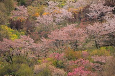 ラヴィアンさくら桜三昧の幸せ　花見山
