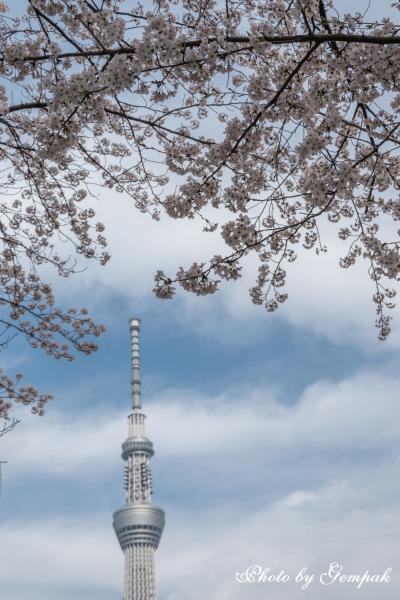 隅田川散歩　～桜とスカイツリーを撮り歩く～