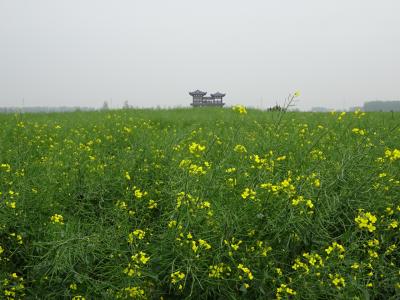 バスで行く泰州・興化の菜の花畑