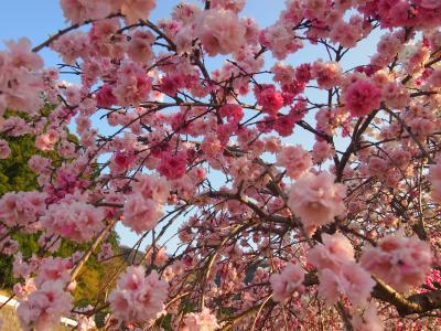 ［わたらせ渓谷沿い］咲いてる桜を求めて少し北へ、、花桃が綺麗に咲いてました☆