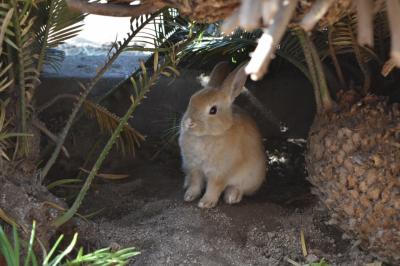 念願のうさぎちゃん島で癒されに