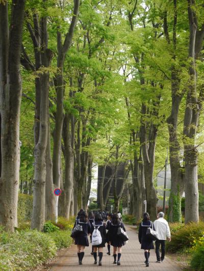 東京吉祥寺・総理も学んだ成蹊学園のケヤキ並木～春色の昭和記念公園を訪れて