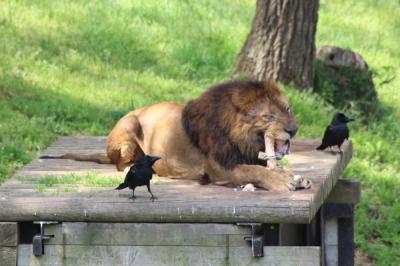 多摩動物公園