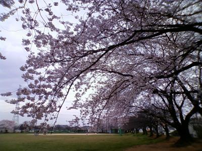 自転車でお花見