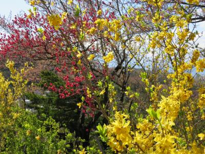 うつくしま・福島の花の名所を巡る～花見山公園編～