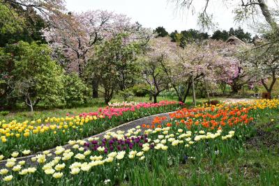 秩父宮記念公園の花めぐり 2016（御殿場）