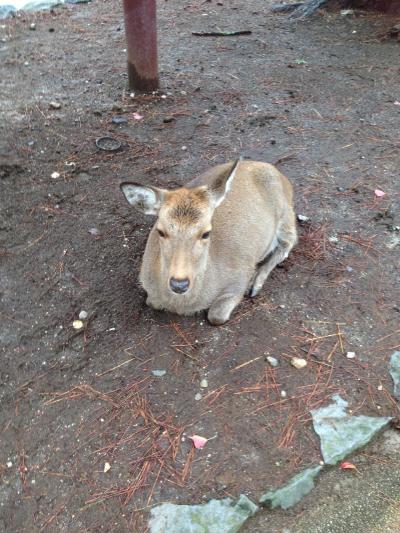 奈良公園ぶらり旅