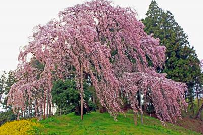 ラヴィアンさくら桜三昧の幸せ　　二本松