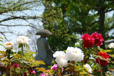 ★街十色～ 京都 長岡京 つつじの色・ぼたん色★ 