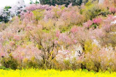 『福島に桃源郷あり！』　～ちょっと出遅れた？それでも花見山に行く～