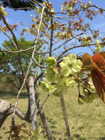 緑色の桜を見に行こう～！