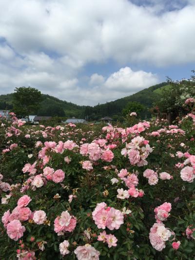 しちのへバラまつり 2015