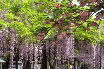 野山の花を巡る「葛井寺の藤の花」