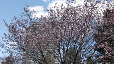 ちょっと春を探しに札幌散歩～中島公園・北海道庁・大通公園へ　2016