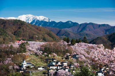 満開の「天下第一の桜」高遠城址は凄かった！そして桜散る「上田城千本桜」は…