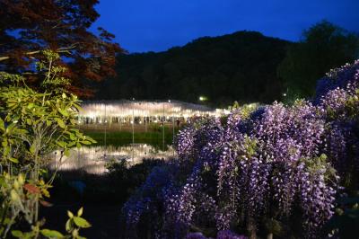 花咲く春の３県物語①埼玉県「芝桜の丘」＆栃木県「あしかがフラワーパーク」をイク～！