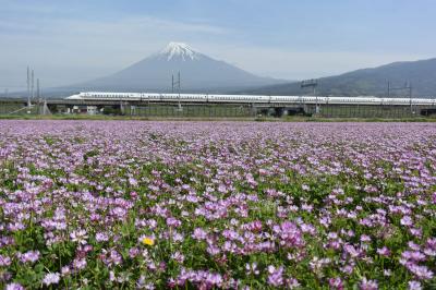 自転車でGO！ 2016.04.25 レンゲ・富士山&新幹線の3ショット