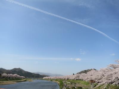 角館へ満開の桜を観に☆