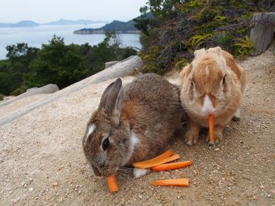 うさぎ島と尾道と瀬戸内海島巡り