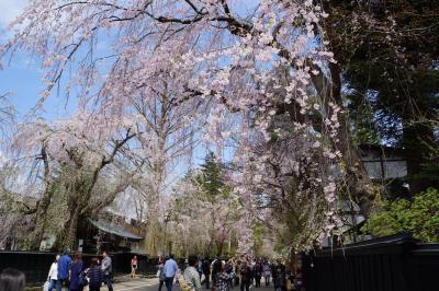 角館から花巻温泉経由、北上展勝地のさくら巡り旅（一日目）～武家屋敷を見下ろすほど高く伸びた老桜を見上げると花の枝はまるでシャワーのよう。うららかな春の一日、しだれ桜の下をのんびりそぞろ歩きです～