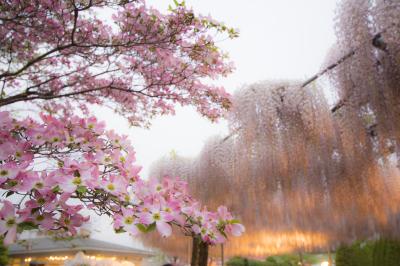 他に日が無かったので、欲張って1日で堪能!【あしかが編】