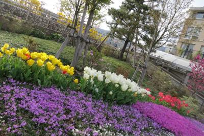 西宮・・・・芦屋にて　　　＜春を彩るお花たち＞