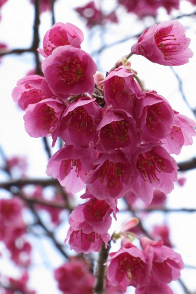 長居公園で早咲きの桜