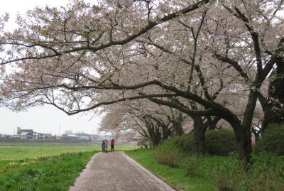 2016春、奥羽の桜(2/38)：4月22日(2)：北上展勝地(2)：北上川、鯉のぼり、つつじ、水仙