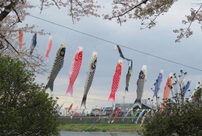 2016春、奥羽の桜(3/38)：4月22日(3)：北上展勝地(3)：染井吉野、北上川の鯉のぼり