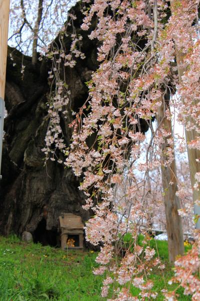ラヴィアンさくら桜三昧の幸せ　　三春