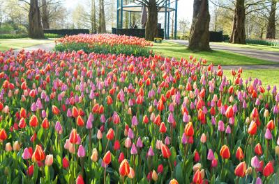 オランダの春、再び-キューケンホフへ 2-Keukenhof-