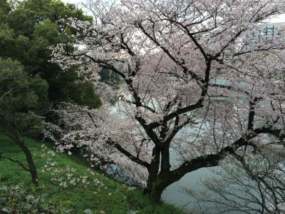 千鳥ヶ淵＆靖国神社の桜・上野公園の夜桜