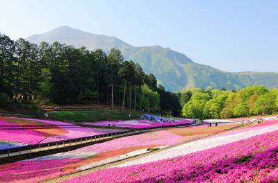 秩父日帰り旅・羊山公園の芝桜は見事でした~