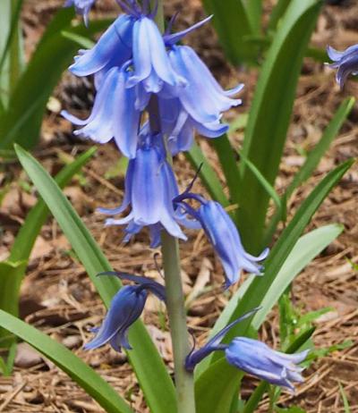 森林公園の野草コースを歩いて