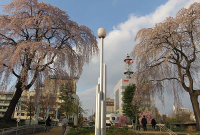 2016春、奥羽の桜(8/38)：4月22日(8)：盛岡城址公園(4)：染井吉野、トーテンポール